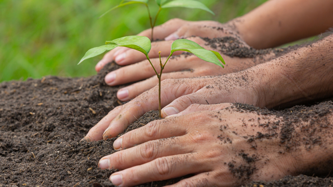 Go for Planting Young Trees