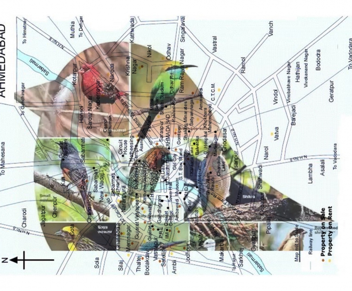 Ahmedabad Bird Mapping